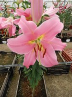 [4523 VWS Diamante No02.JPG]